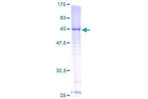 Image no. 1 for Transcription Factor B1, Mitochondrial (TFB1M) (AA 1-346) protein (GST tag) (ABIN1322540)