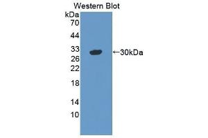 Western Blotting (WB) image for anti-Vasorin (Vasn) (AA 298-539) antibody (ABIN1872181) (Vasn antibody  (AA 298-539))
