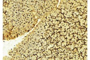 ABIN6269056 at 1/100 staining Mouse liver tissue by IHC-P. (PDPK1 antibody  (Internal Region))