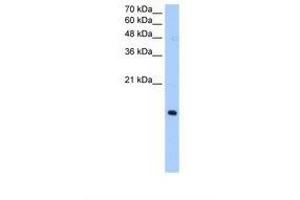 PILRA antibody  (AA 51-100)