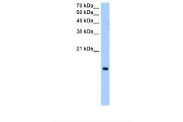 PILRA antibody  (AA 51-100)