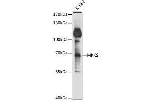 Western blot analysis of extracts of K-562 cells, using MKKS antibody (ABIN6293382) at 1:1000 dilution. (MKKS antibody)
