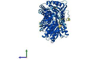 Protein Structure (PS) image for Aldehyde Dehydrogenase 16 Family, Member A1 (ALDH16A1) (AA 1-802) protein (His tag) (ABIN7557420)