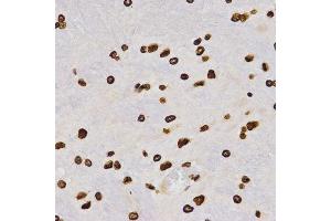 Immunohistochemistry of paraffin-embedded rat brain tissue using H4K20me2 antibody at dilution of 1:200 (x400 lens). (Histone H4 antibody  (2meLys20))