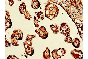 IHC image of ABIN7154972 diluted at 1:300 and staining in paraffin-embedded human placenta tissue performed on a Leica BondTM system. (Hemoglobin Subunit beta antibody  (AA 1-147))