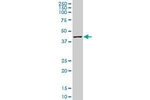 MKNK1 monoclonal antibody (M10), clone 4G6. (MKNK1 antibody  (AA 1-465))