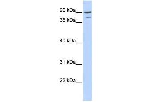 AKAP8 antibody used at 0. (AKAP8 antibody  (Middle Region))