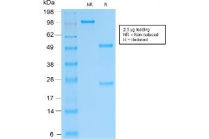 SDS-PAGE Analysis Purified SOX9 Recombinant Rabbit Monoclonal Antibody (SOX9/2287R). (Recombinant SOX9 antibody)