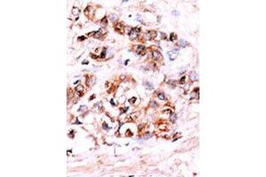 Image no. 2 for anti-Dual Specificity Phosphatase 15 (DUSP15) (N-Term) antibody (ABIN360796) (DUSP15 antibody  (N-Term))