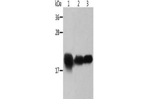 Western Blotting (WB) image for anti-Crystallin, alpha B (CRYAB) antibody (ABIN2422548) (CRYAB antibody)