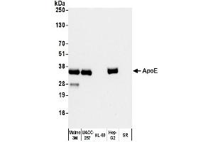 Western Blotting (WB) image for anti-Apolipoprotein E (APOE) antibody (HRP) (ABIN7449332)