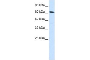 Western Blotting (WB) image for anti-Upstream Binding Protein 1 (LBP-1a) (UBP1) antibody (ABIN2460733) (UBP1 antibody)