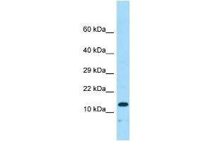 Western Blotting (WB) image for anti-Neudesin (NENF) (N-Term) antibody (ABIN2790663) (Neudesin antibody  (N-Term))