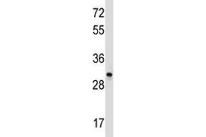 Western Blotting (WB) image for anti-CD27 Molecule (CD27) (AA 196-225) antibody (ABIN3030375)