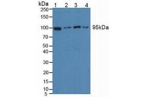 Western blot analysis of (1) Human HeLa cells, (2) Human Jurkat Cells, (3) Human HepG2 Cells and (4) Human Raji Cells. (EEF2 antibody  (AA 32-233))