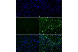 Immunofluorescence (IF) image for Synuclein, alpha (SNCA) (full length) (Active) protein (ABIN5065829)