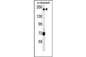 Western blot analysis of GCC2 Antibody (C-term) in mouse stomach tissue lysates (15ug/lane).