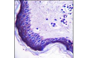 ERV3 Antibody (C-Term) (ABIN657358 and ABIN2846408) immunohistochemistry analysis in formalin fixed and paraffin embedded human skin tissue followed by peroxidase conjugation of the secondary antibody and DAB staining. (ERV3 antibody  (C-Term))
