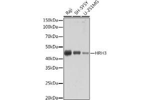 Western blot analysis of extracts of various cell lines, using HRH3 Rabbit mAb (ABIN7267661) at 1:1000 dilution. (HRH3 antibody)