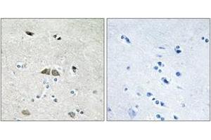 Immunohistochemistry analysis of paraffin-embedded human brain, using RPL39L Antibody. (RPL39L antibody  (AA 1-50))