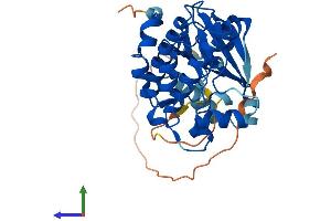 AlphaFold protein structure predicition of Human Recombinant AURKC Protein, UniprotID Q9UQB9 (Aurora Kinase C Protein (AURKC) (AA 1-309) (His tag))