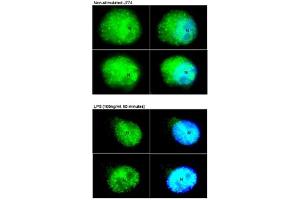 Immunofluorescence -- Sample Type:  Macrophages   Dilution:  1:1000