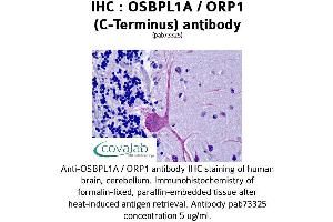 Image no. 1 for anti-Oxysterol Binding Protein-Like 1A (OSBPL1A) (C-Term) antibody (ABIN1737699) (OSBPL1A antibody  (C-Term))