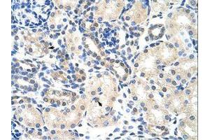Image no. 1 for anti-Poly(A) Binding Protein, Cytoplasmic 4 (Inducible Form) (PABPC4) (AA 181-230) antibody (ABIN202848) (PABPC4 antibody  (AA 181-230))