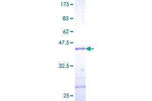 SUMO3 Protein (AA 1-103) (GST tag)