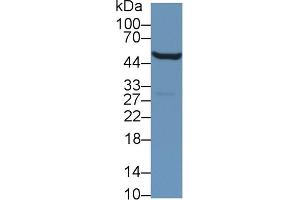 Western Blot; Sample: Mouse Kidney lysate; Primary Ab: 1µg/ml Rabbit Anti-Mouse ALDH9A1 Antibody Second Ab: 0. (ALDH9A1 antibody  (AA 322-494))