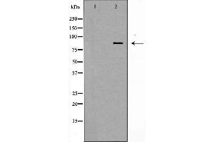Western blot analysis of MCF7 cell lysate, using STAT1 Antibody. (STAT1 antibody  (C-Term))