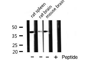 Western blot analysis of extracts of various tissue ,using DNAJB4 antibody. (DNAJB4 antibody  (Internal Region))