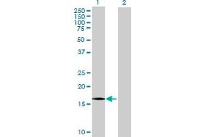 Western Blot analysis of EDF1 expression in transfected 293T cell line by EDF1 MaxPab polyclonal antibody.