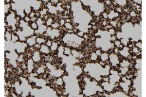 ABIN6278725 at 1/100 staining Mouse lung tissue by IHC-P. (TMPRSS15 antibody  (Internal Region))