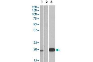 HEK293 lysate (10 ug protein in RIPA buffer) over expressing human UCN3 with DYKDDDDK tag probed with UCN3 polyclonal antibody  (1 ug/mL) in Lane 1 and probed with anti- DYKDDDDK Tag (1/3000) in lane 3. (UCN3 antibody  (Internal Region))