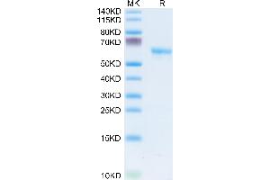 LAMP5 Protein (AA 30-235) (Fc Tag)