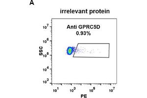 Expi 293 cell line transfected with irrelevant protein (A) and human GPRC5D (B) were surface stained with Rabbit anti-GPRC5D monoclonal antibody 1 μg/mL (clone: DM91) followed by PE-conjugated anti-rabbit IgG secondary antibody. (GPRC5D antibody  (AA 2-21))