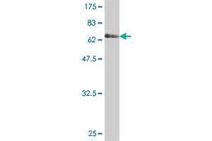 Western Blot detection against Immunogen (70. (DOC2A antibody  (AA 1-400))