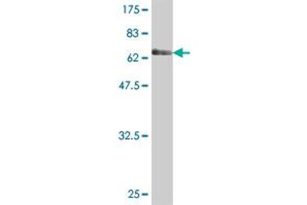 DOC2A antibody  (AA 1-400)