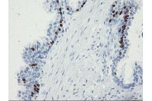 Image no. 2 for anti-Forkhead Box I1 (FOXI1) (AA 111-350) antibody (ABIN1490840) (FOXI1 antibody  (AA 111-350))