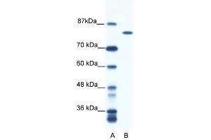 DHX16 antibody used at 0.