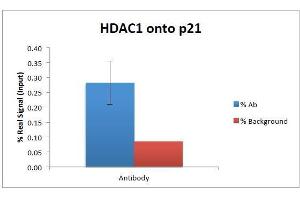 ChIP of 2ug ABIN5539534 with 1ug MCF7 chromatin using the Chromatrap® spin column sonication kit (Protein G) measuring H3 enrichment onto the p21 locus. (HDAC1 antibody  (C-Term))