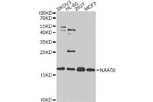 Western blot analysis of extracts of various cell lines, using NAA50 antibody. (NAA50 antibody  (AA 1-169))