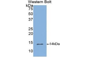 Western blot analysis of the recombinant protein. (INHBB antibody  (AA 277-391))