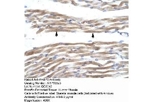 Human Muscle (FABP3 antibody  (N-Term))