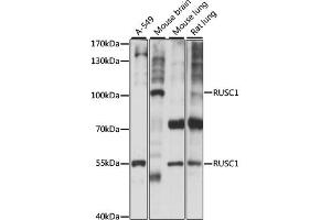 Western blot analysis of extracts of various cell lines, using RUSC1 antibody. (RUSC1 antibody)