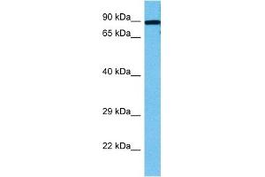 Host:  Mouse  Target Name:  STAT1  Sample Tissue:  Mouse Kidney  Antibody Dilution:  1ug/ml (STAT1 antibody  (C-Term))
