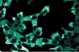 Immunoflourescence staining of ES2 cells. (AP3D1 antibody  (AA 627-731))