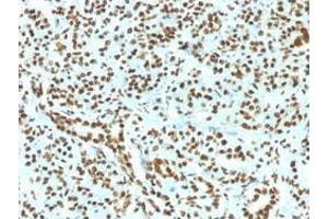 Immunohistochemical staining (Formalin-fixed paraffin-embedded sections) of human pancreas with Histone H1 recombinant monoclonal antibody, clone HH1/1784R . (Recombinant Histone H1 antibody)