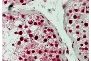 IHC testing of FFPE human testis tissue with LSD1 antibody at 5ug/ml. (LSD1 antibody  (N-Term))